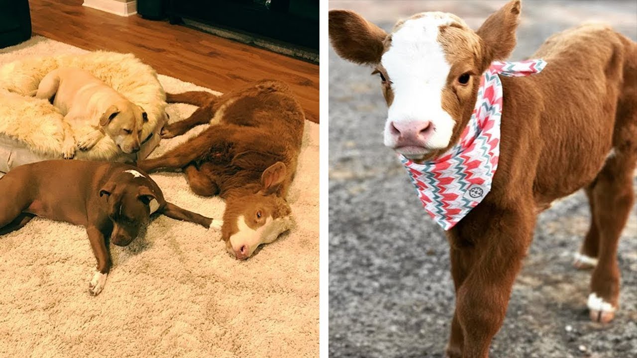 Rescued Calf Thinks She's A Family Dog ـــ And Now She Won&rsquo;t Stop Acting Like One!