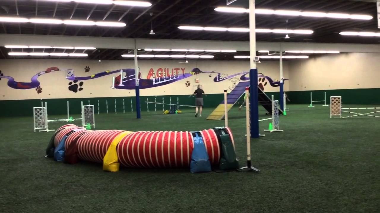 Italian Greyhound Agility