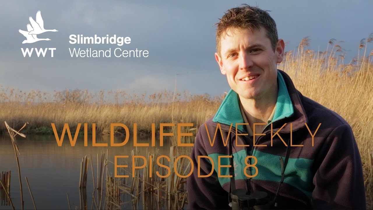 Wildlife Weekly Slimbridge - Episode 8