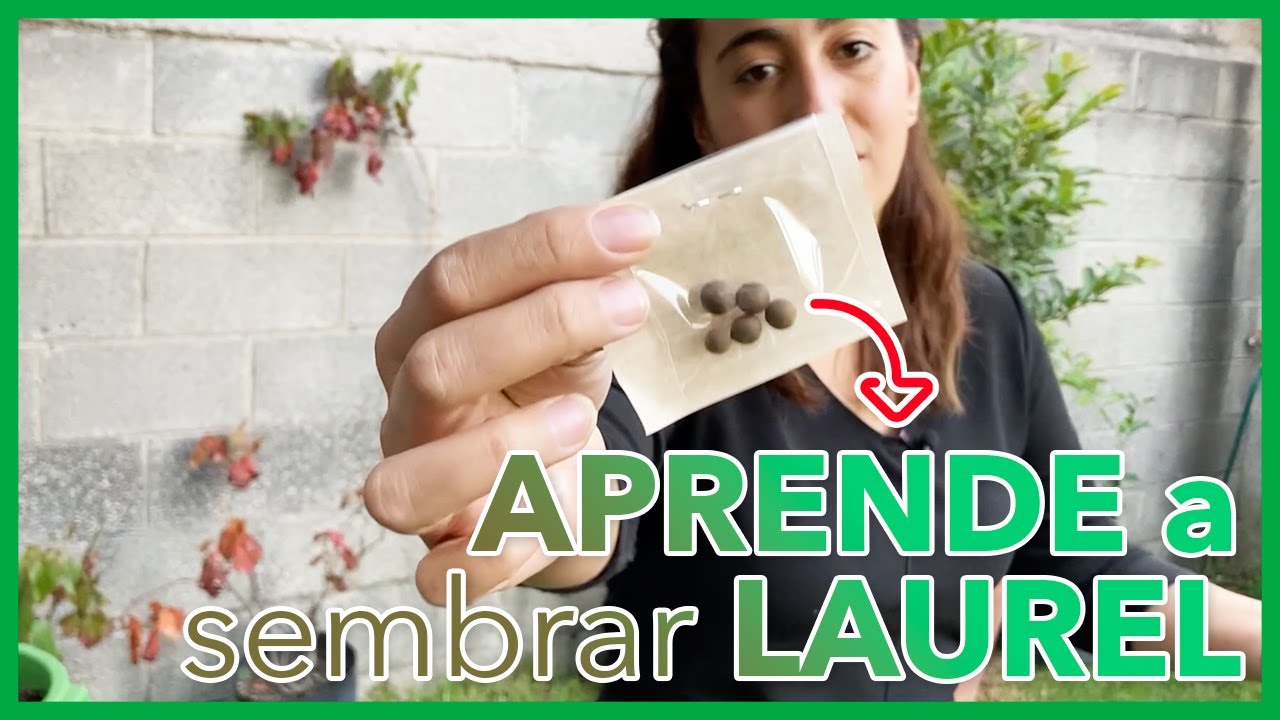 ¿Cómo SEMBRAR LAUREL con semillas en maceta? 🌿 (FÁCIL Y RÁPIDO⚡️)