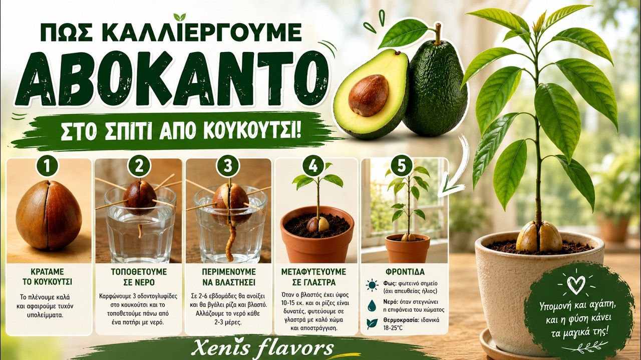 Καλλιεργω Αβοκαντο στο σπιτι απο κουκουτσι!κ σε εξωτερικους χωρους! Αναλυτικα για αρχαριους!!!