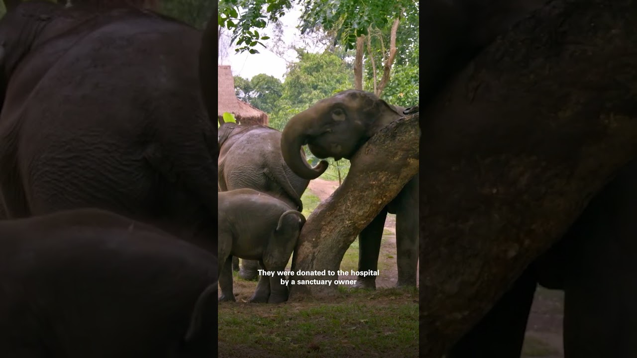 Elephants need family! | 