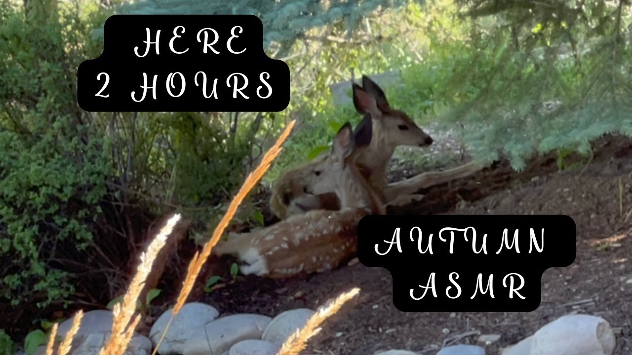 What Happens When Deer Visit My Garden - Ambience ASMR