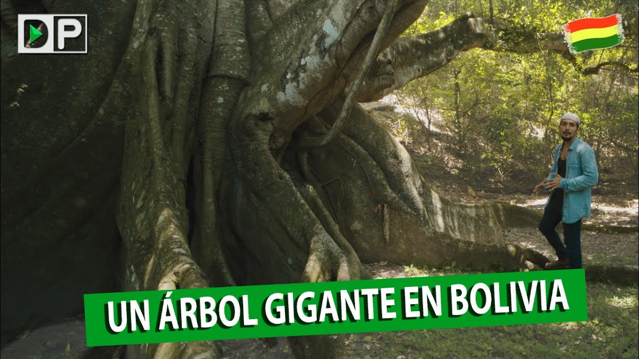 UN ÁRBOL GIGANTE EN BOLIVIA, PARQUE LOMAS DE ARENA