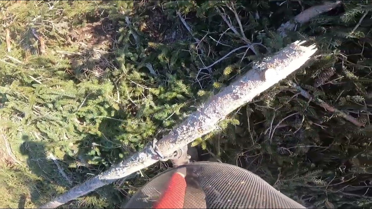 Holzhacken mit Husquarna 562xp und Same Silver 100.6