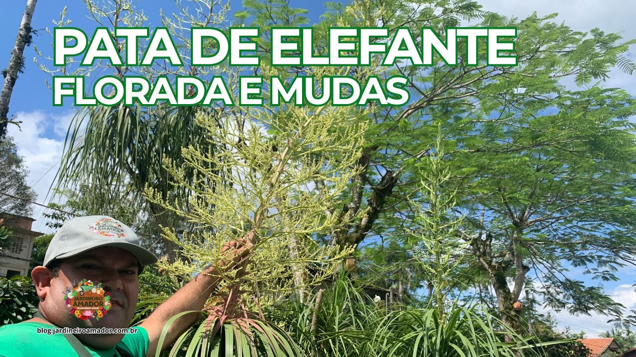 Pata de Elefante | Veja as Mudas Nascendo Após as Floradas