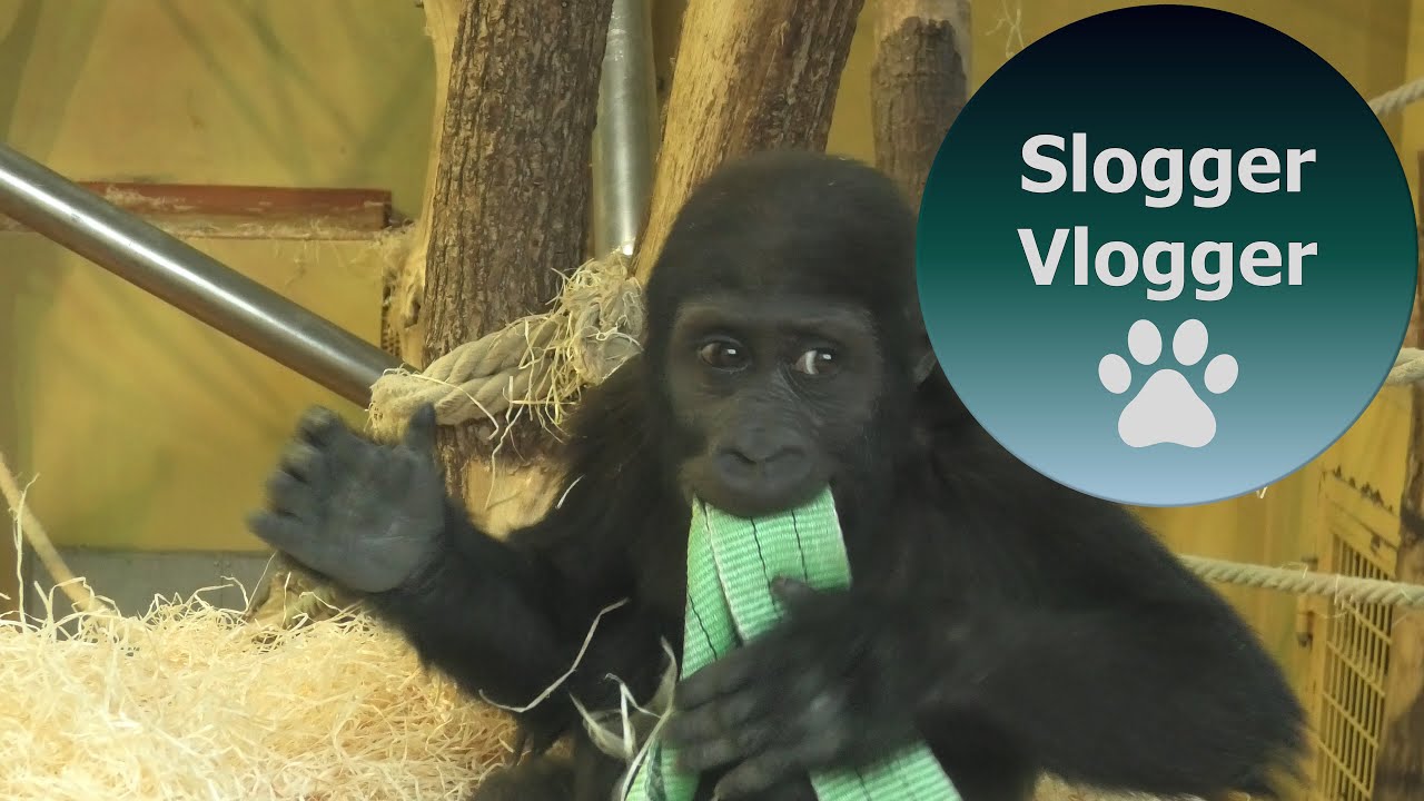 Baby Gorilla Indigo Loves To Beat His Chest