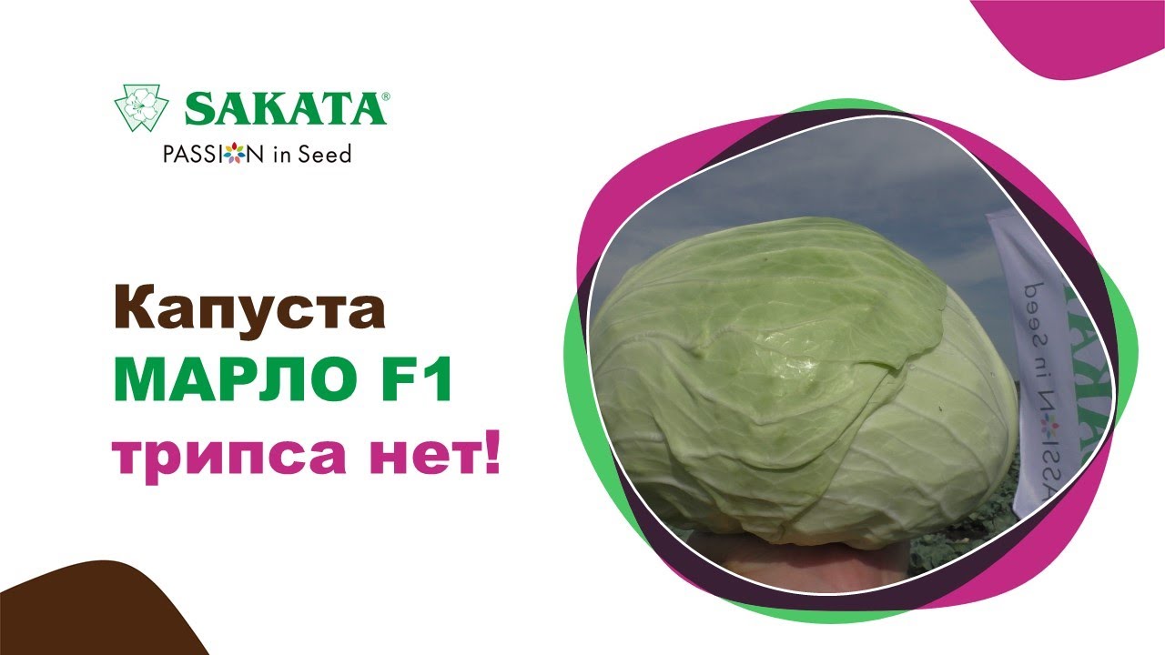 Капуста МАРЛО F1. Трипса нет! #лучшиесемена #семенакапусты #капустамарло