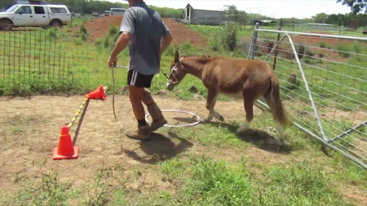 Red Rocks Champagne, Miniature Mule