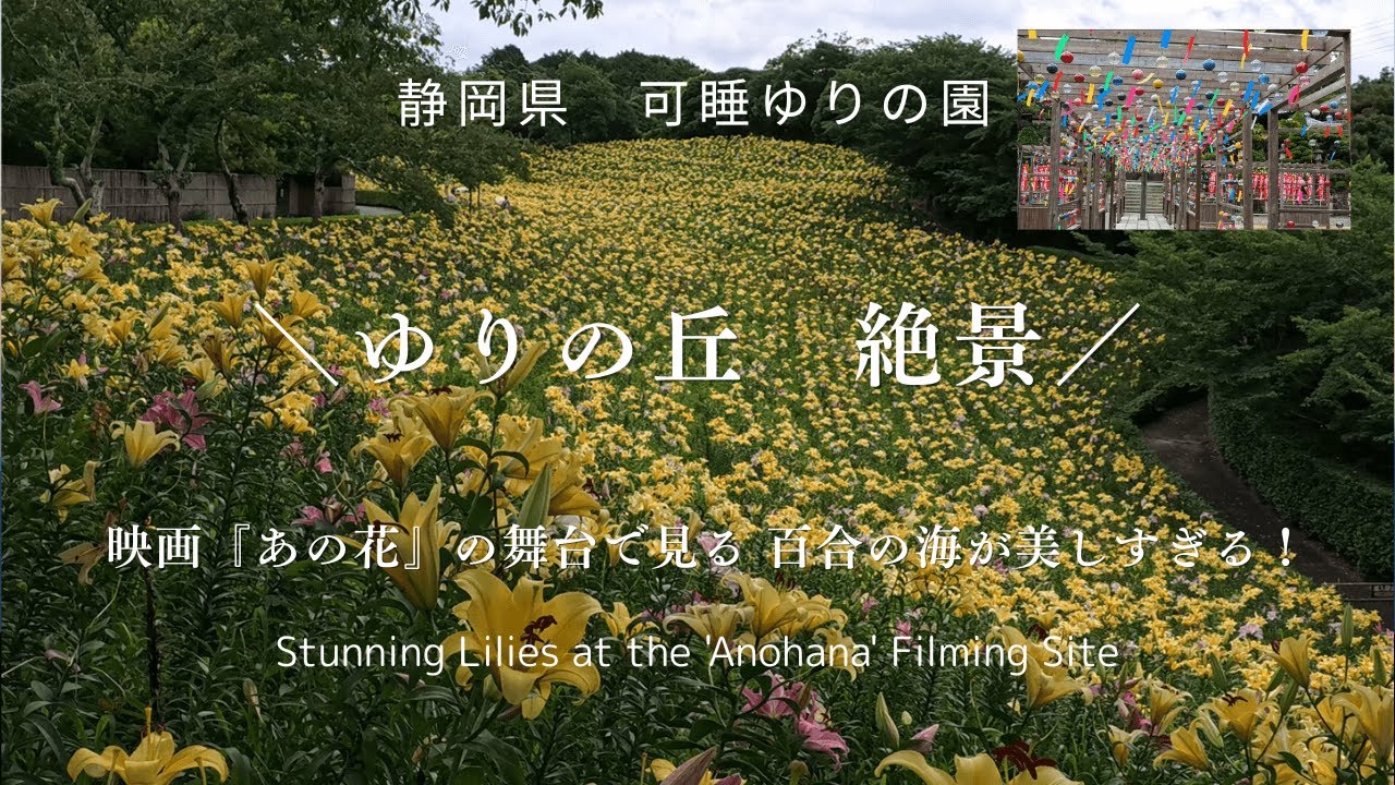 【ゆりの丘の絶景】　静岡県　可睡ゆりの園　可睡斎風鈴まつり　Lily Hill – a breathtaking view.