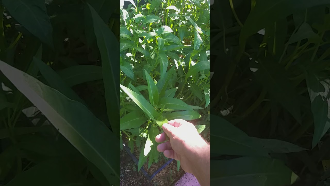 Moca Family Farm Conventional Production in the Philippines