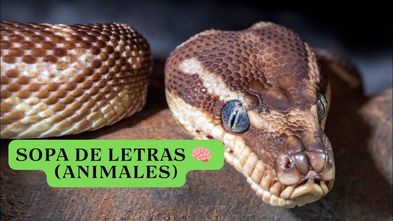 Entrena tu mente y diviértete 😄🧠 ¿cuántas palabras puedes encontrar antes que los demás?
