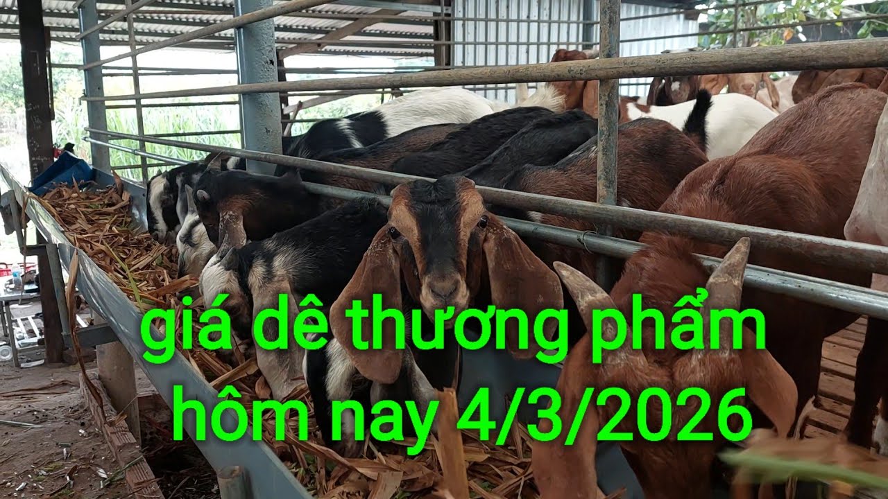 Giá dê thương phẩm hôm nay 4/3/2026 tại Tân Phú Đồng Nai