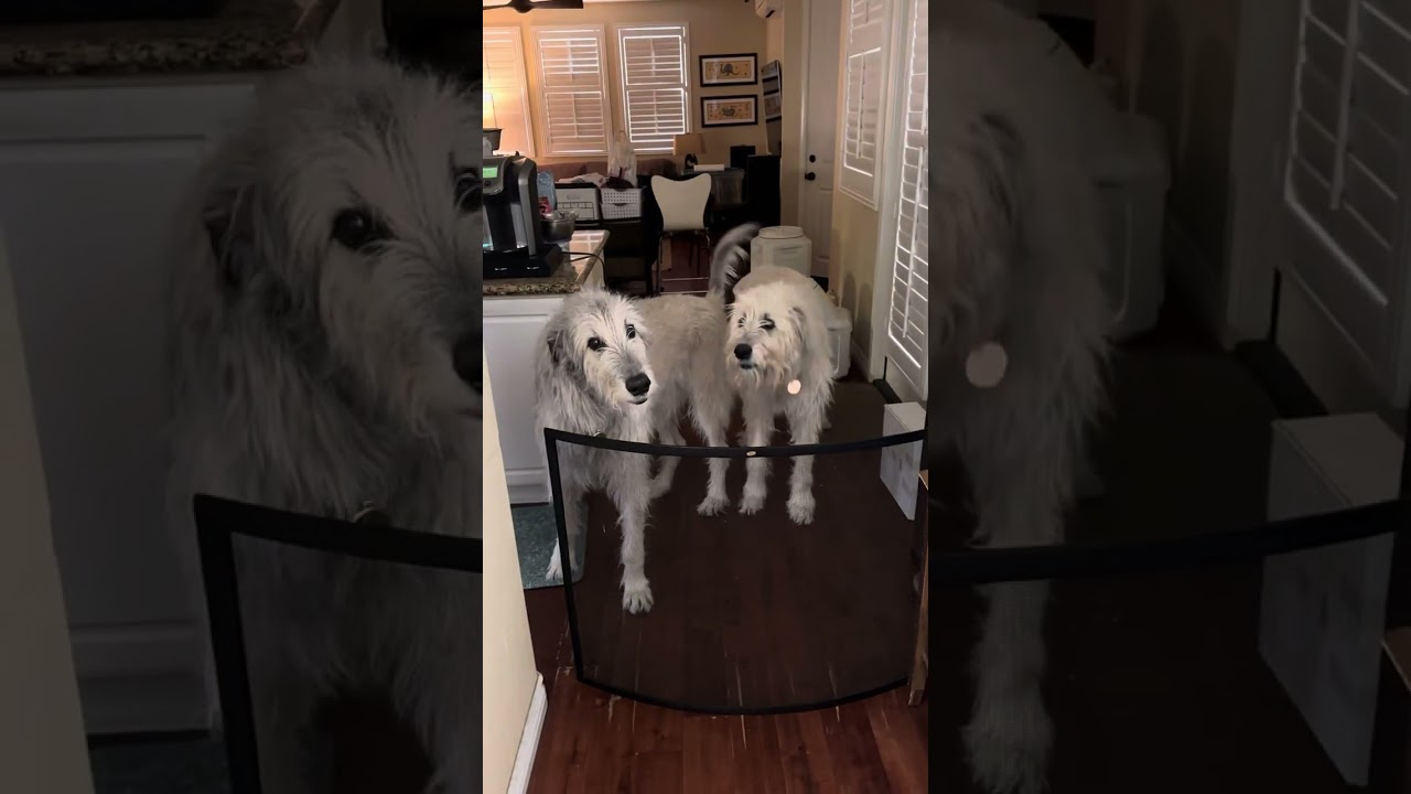 Irish Wolfhounds, Bu and Ca, give me their standard, welcome home greeting!