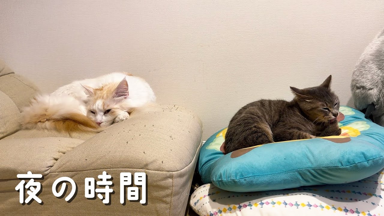 夜の時間｜ソファとクッション
