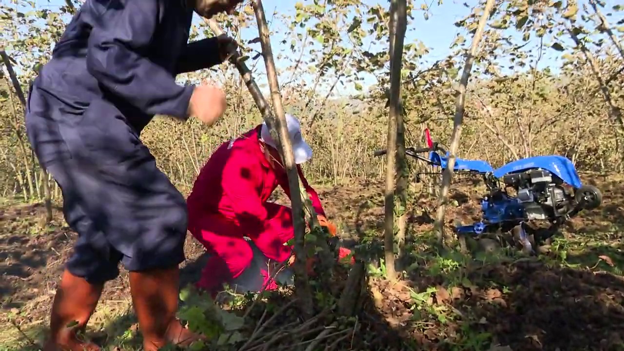 FINDIK TİMLERİ VERİMİ ARTIRMAK İÇİN  FINDIKTA ÖRNEK BUDAMA YAPIYOR