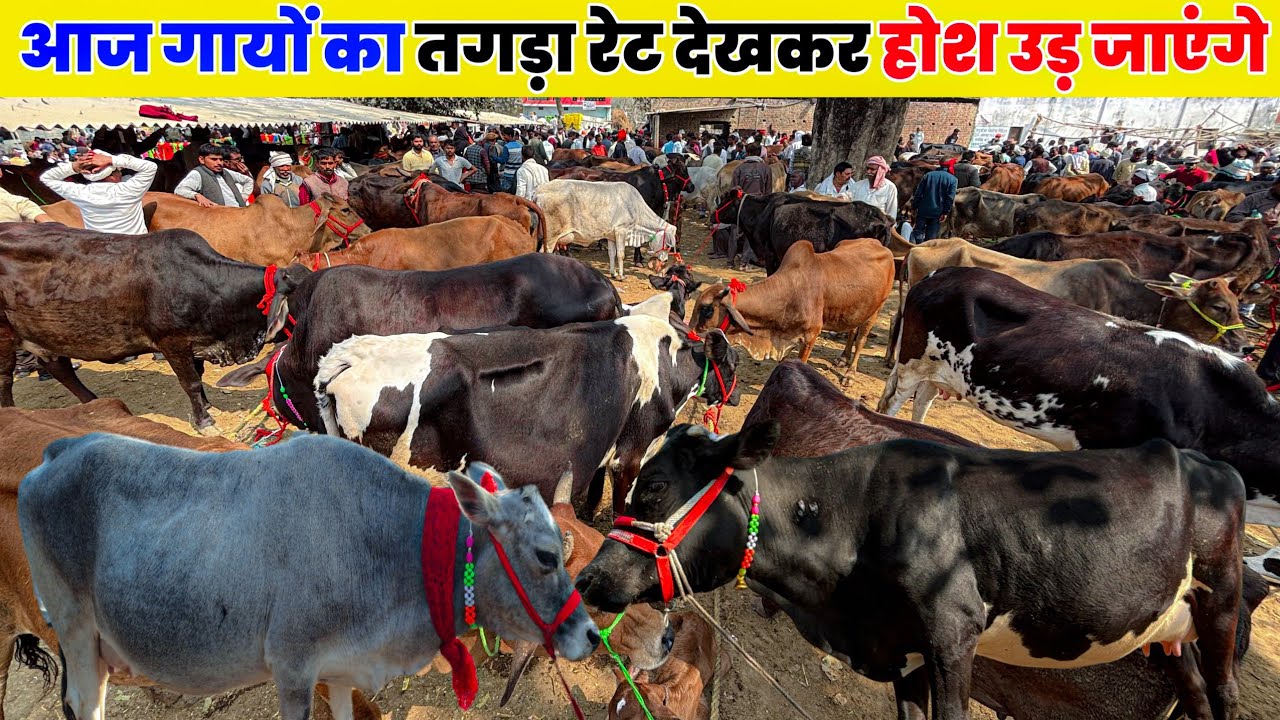 आज गायों का तगड़ा रेट देखकर होश उड़ जाएंगे | mohariya Pashu Mandi 2026 gay ki Mandi prayagraj