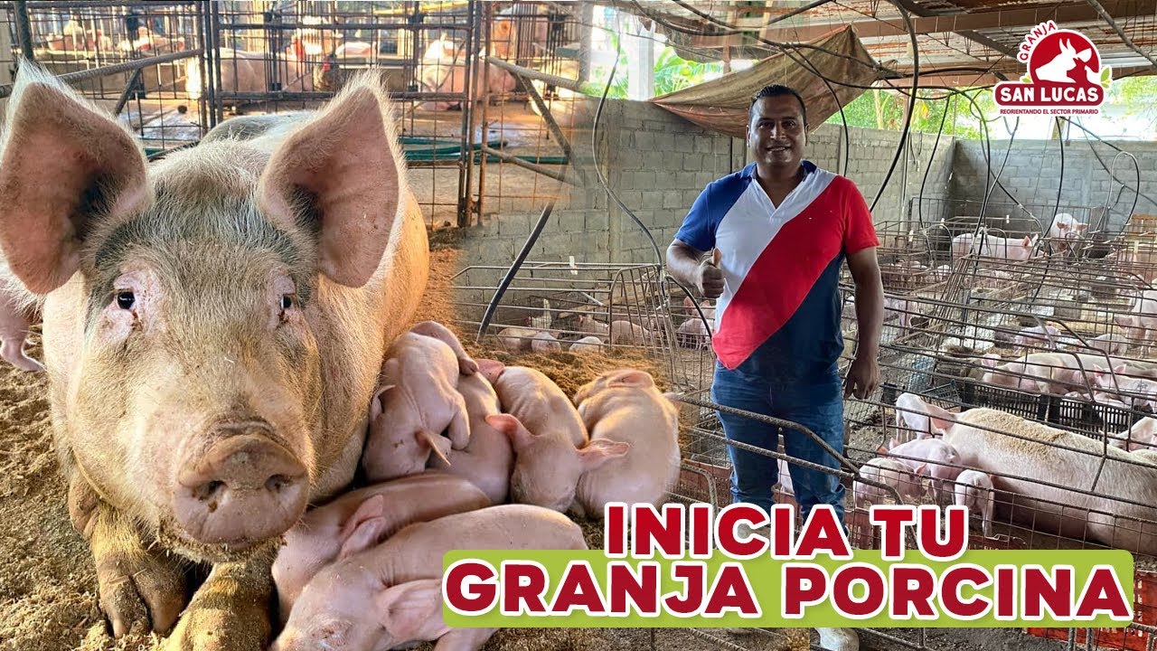 &iquest;C&oacute;mo inicio mi granja porcina? | Mi Granja San Lucas
