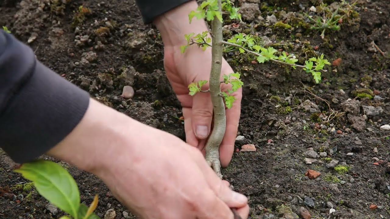 Developing ground planted hawthorn for bonsai
