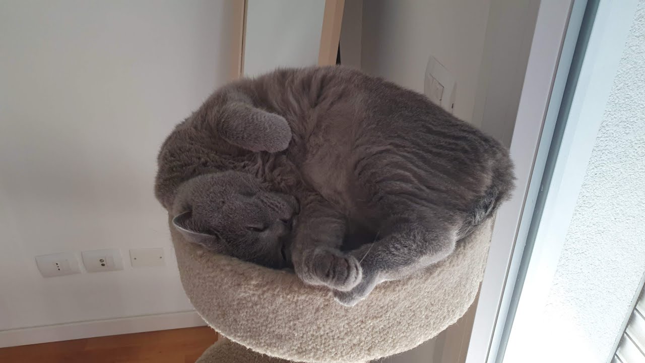 Vlog vita con gatti, piccoli disegni e coccole