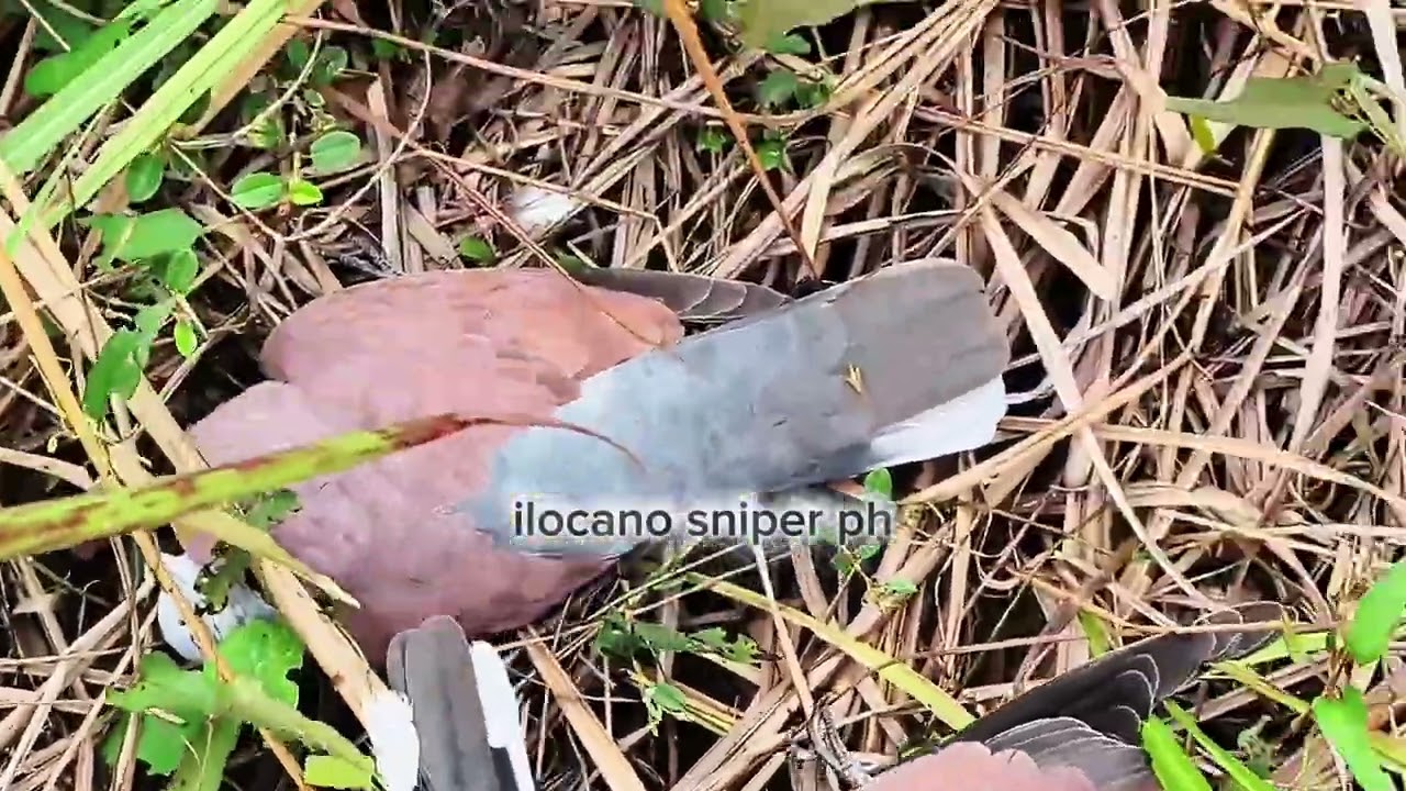 Unang hunting sa 2026 - Biglaang lakad #pestcontrol/hunting for food