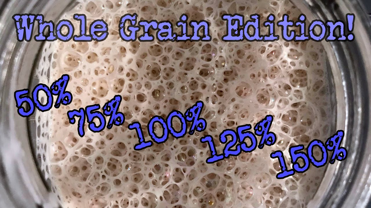 Sourdough Starter Hydration Timelapse | Whole Grain Edition | Foodgeek