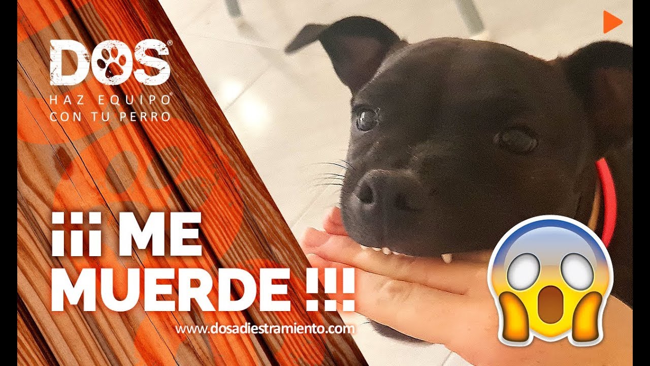 Enseñar a un Perro a no Morder 🐺🖐🏼😱 - Consejos para Educar Cachorros 📝