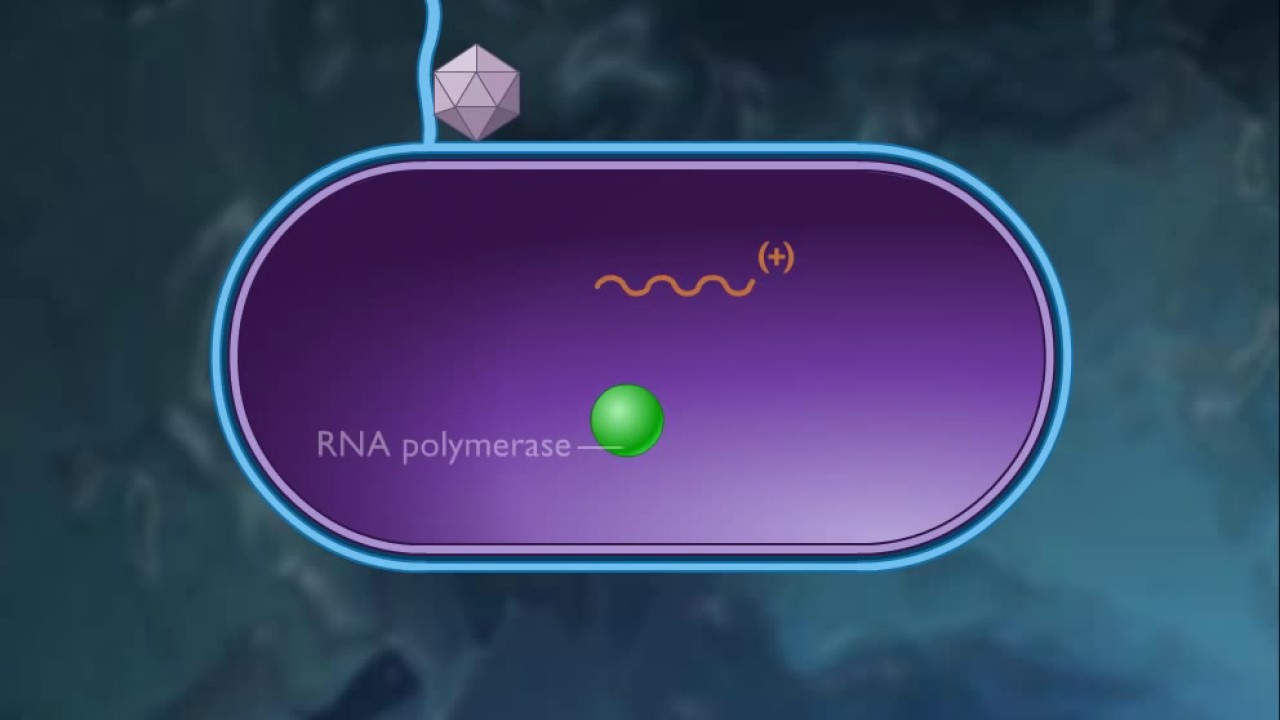 Replication of a Positive + Sense Strand of Lytic RNA Phage HD Animation