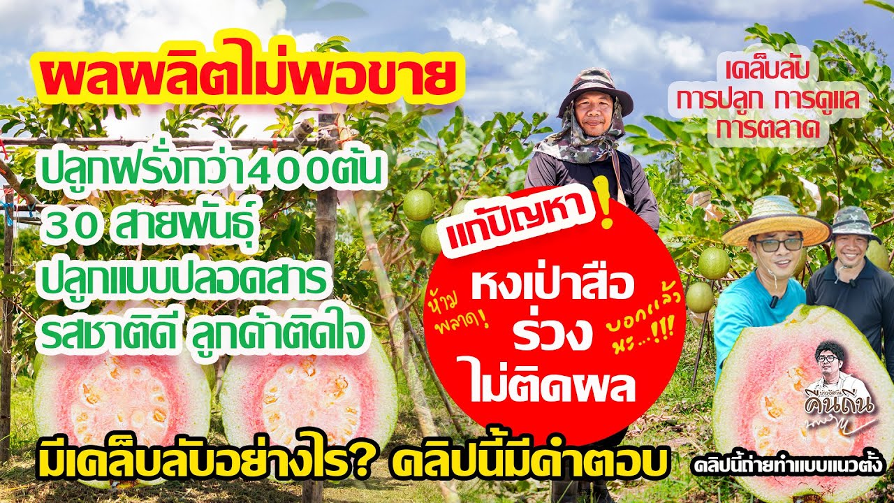 ปลูกฝรั่ง 30 สายพันธุ์แบบปลอดสาร รสชาติดีลูกค้าติดใจมีเท่าไหร่ไม่พอขาย มีเคล็ดลับอะไรคลิปนี้มีคำตอบ