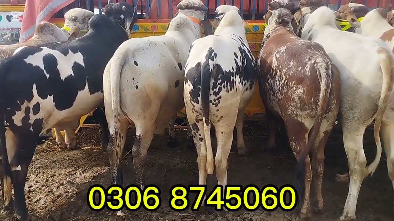 Ludan mandi. 8,1/ 2026 /janwar cholistani sahiwal livestock market pak Punjab farming 