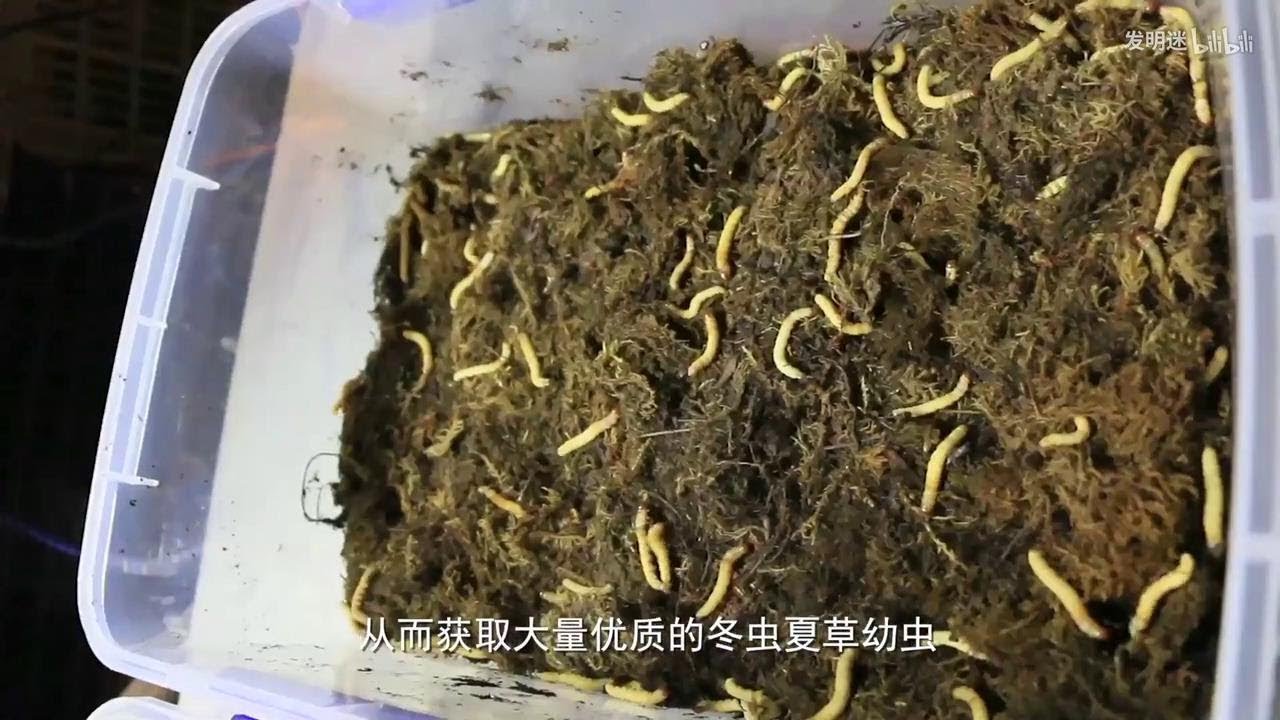 大叔花18年研發冬蟲夏草養殖技術，歷經上萬次試驗，成為全國首創【發明迷】