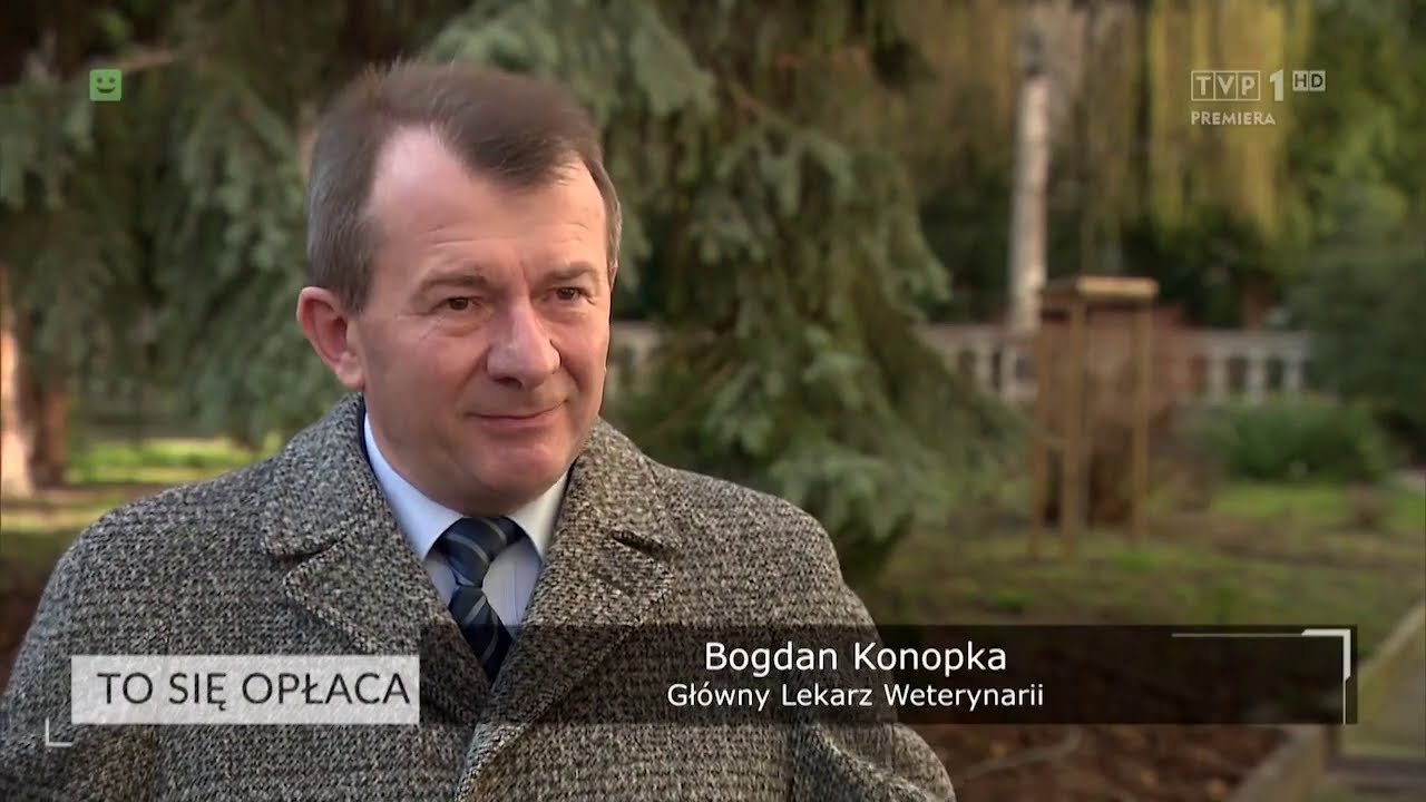 To się opłaca - Dobrostan zwierząt dotyczący trzody chlewnej i bydła