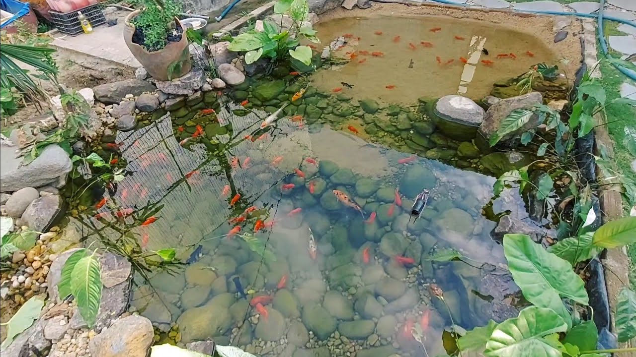 part 2: hồ koi nền cát sau 01 tháng hoạt động có những điểm gì/ sand background koi pond