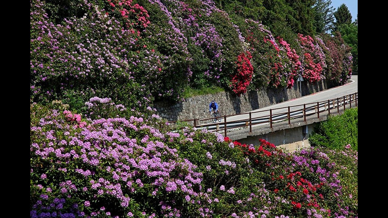 Giro della panoramica Zegna 01 06 2024