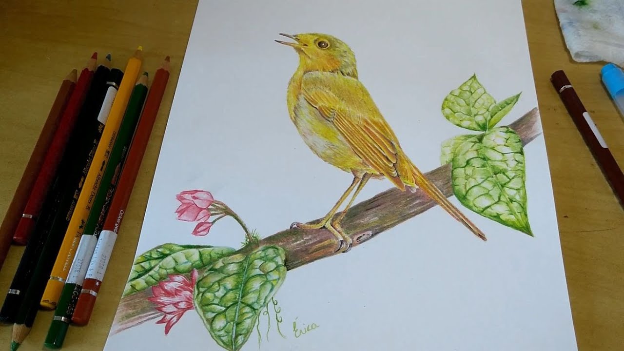 Passo a passo do desenho do passarinho com lápis aquarelável -Final