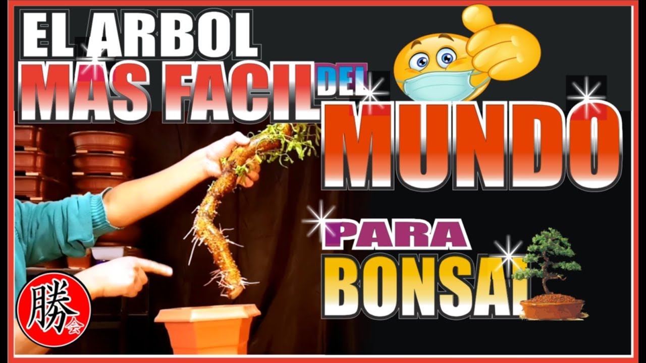 COMO EMPEZAR UN BONSAI SAUCE LLORÓN SUPER RÁPIDO Y EL MAS FÁCIL DE TODOS DESDE CERO