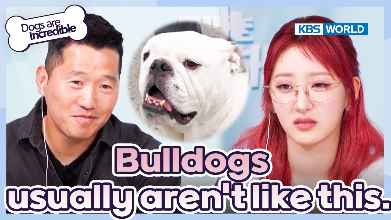 They look so dumb and cute.🤗 [Dogs Are Incredible : EP.220-1] | KBS WORLD TV 240521
