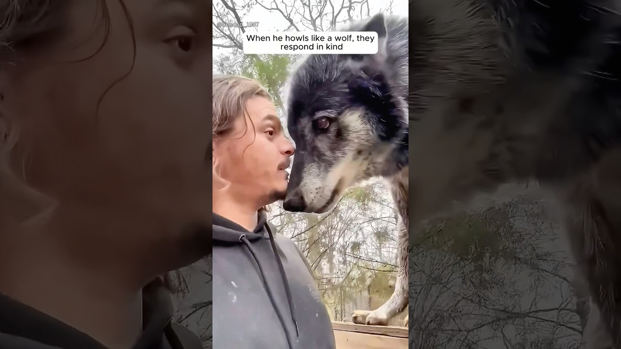 A man forms an incredible bond with wild wolves #shorts