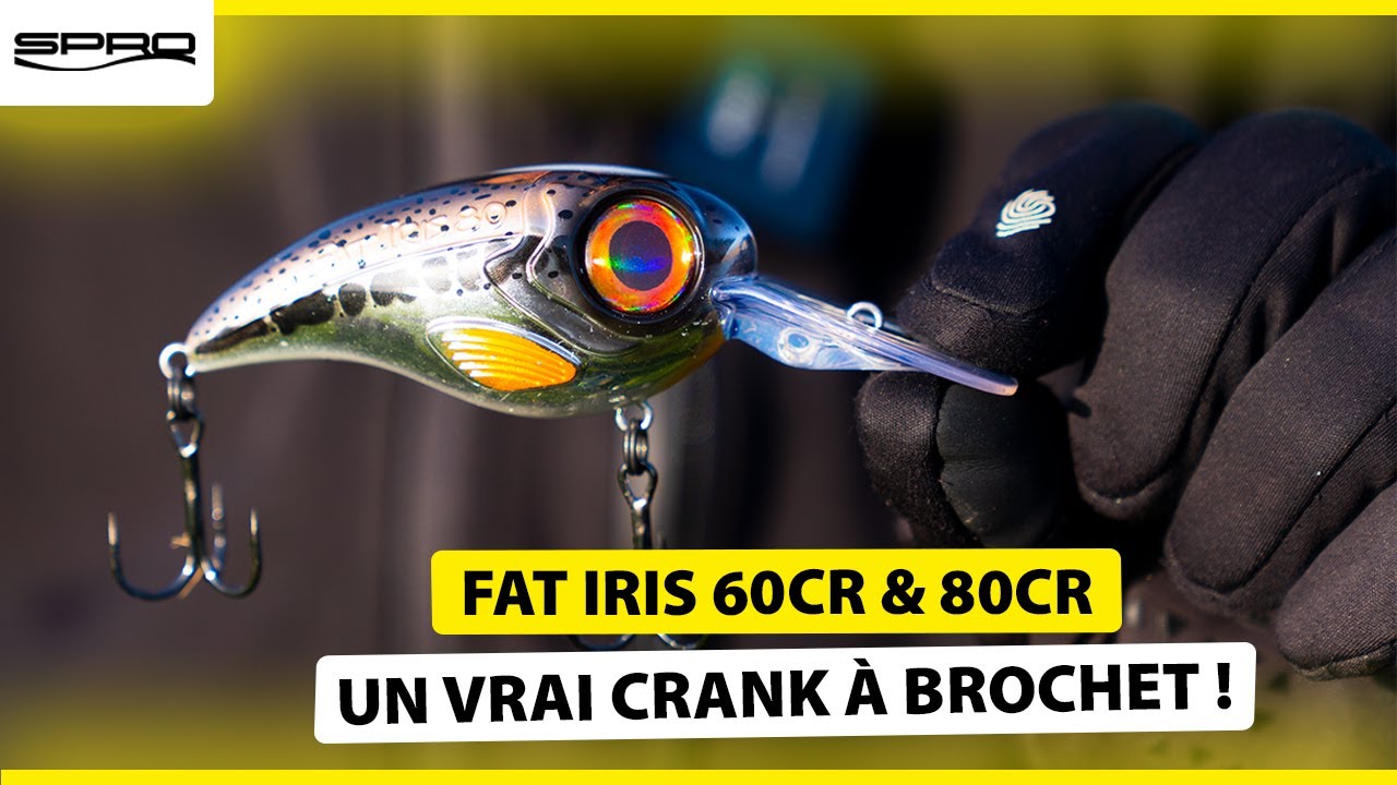 Fat IRIS 60CR & 80CR : Une bouboule avec une grande bavette ❗❓