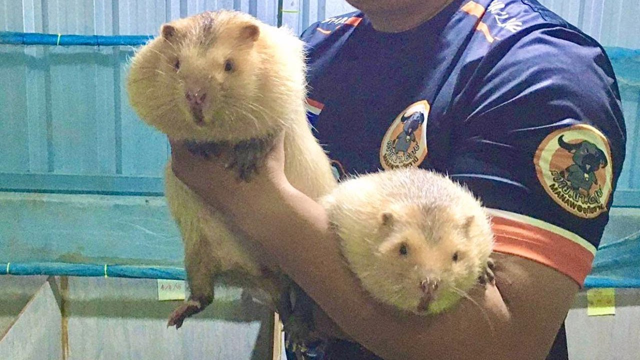 So Cute Big hamster as pet