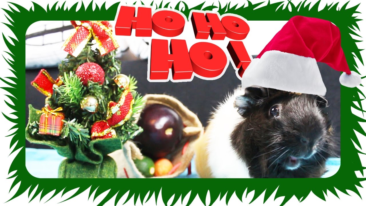 HO HO HO! Nikolaus für Tiere | Die Meeries