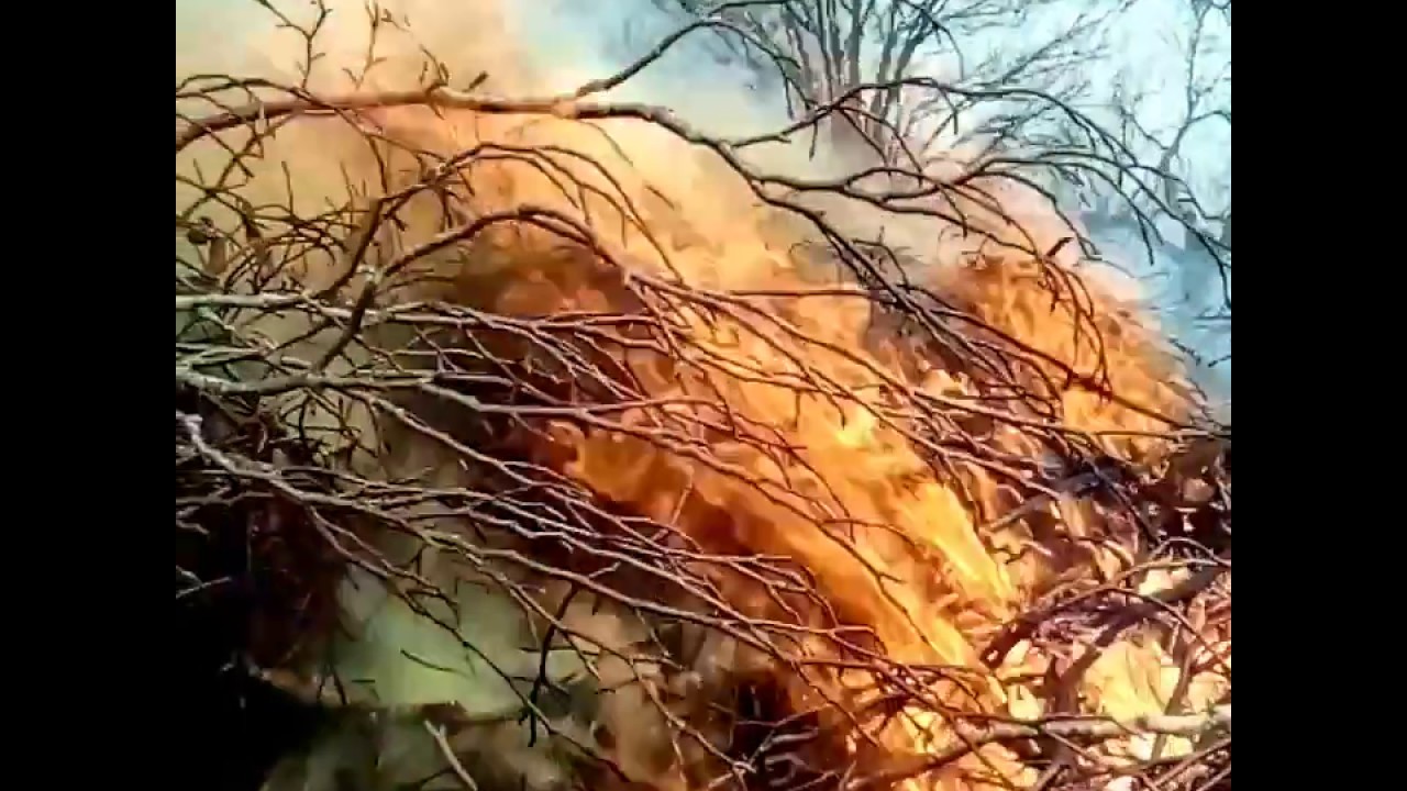 GROS FEU DE BOIS ( B&Ucirc;CHES )