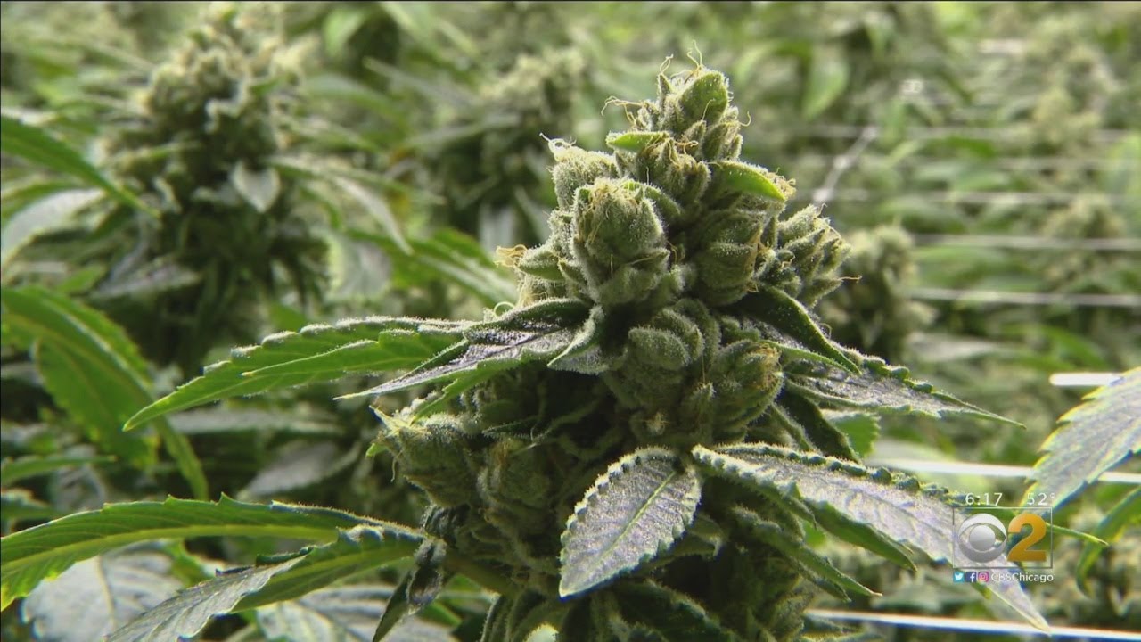 Who Can Smoke Weed In Illinois After January 1st?