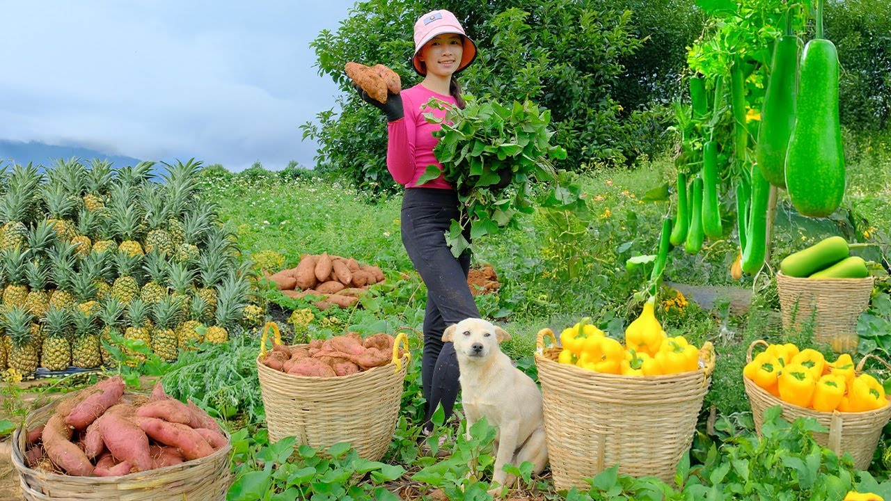 Harvest And Cook: Sweet Potatoes, Yellow Bell Peppers, Bottle Gourd, Pineapple| Farm, Daily Life