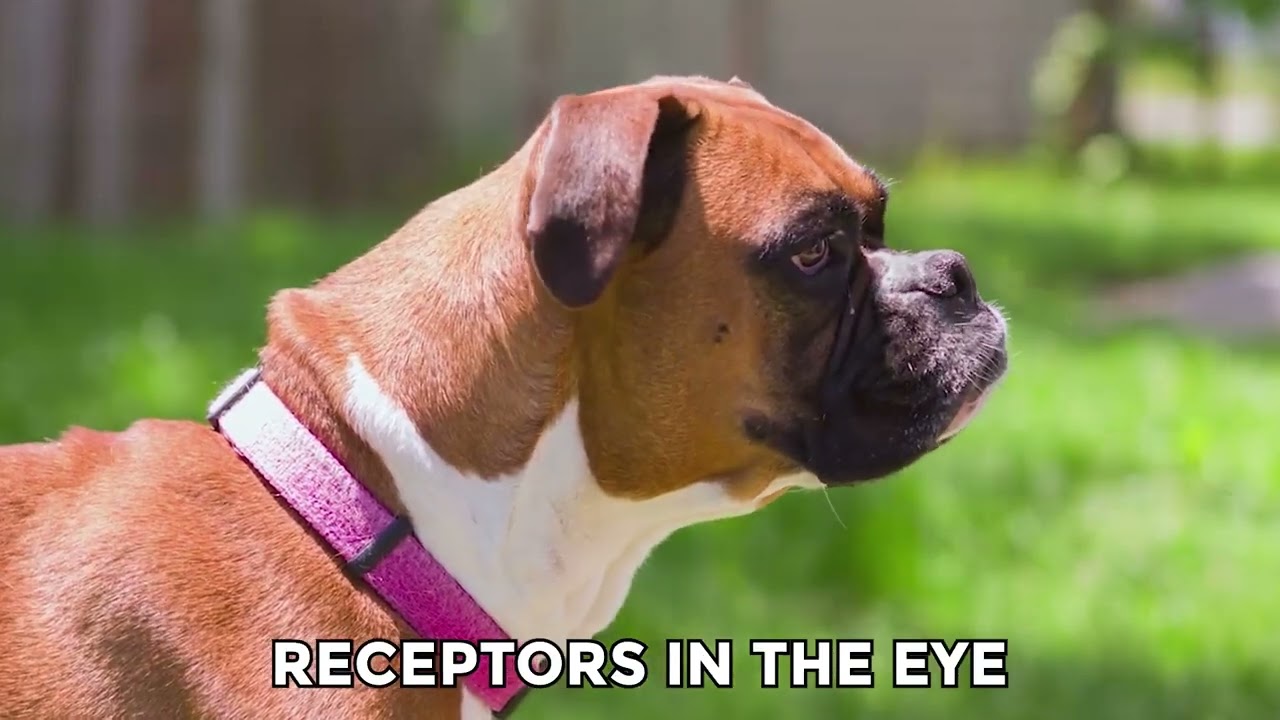 this CREEPY fact is why dogs LICK you!