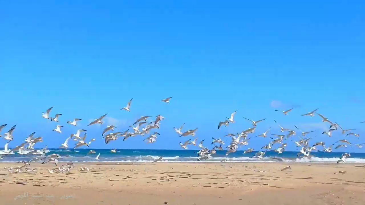 𝙎𝙞𝙙𝙞 𝙎𝙖𝙡𝙚𝙢 𝘽𝙚𝙖𝙘𝙝 𝙤𝙛 𝘽𝙞𝙯𝙚𝙧𝙩𝙚 #nature #trending #beautiful #relaxing #travel #tunisia #bizerte #بنزرت