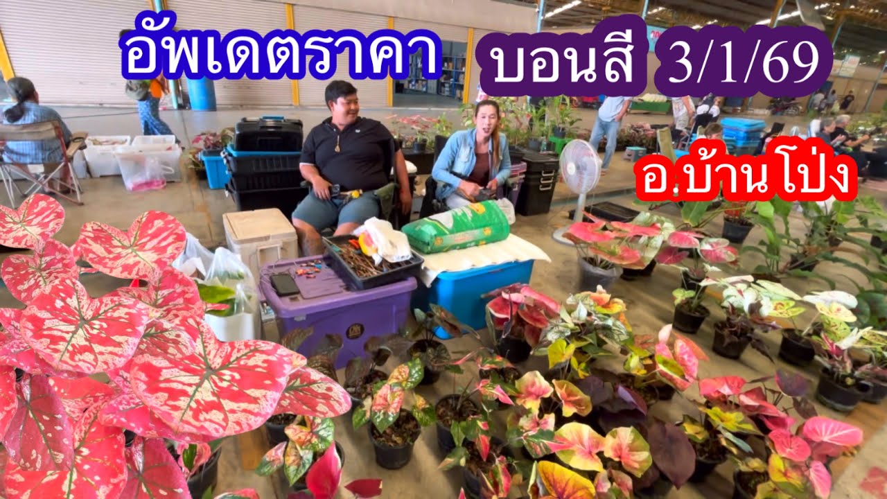 3 มกราคม 2569 อัพเดตราคาบอนสีตลาดปลาบ้านโป่ง จ.ราชบุรี