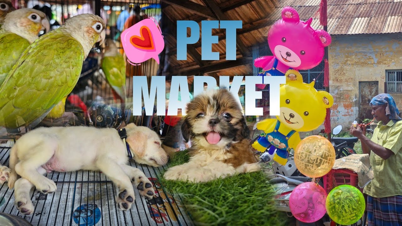 Pet Market Fun 😂 | Trichy | Cute Dogs & Cats with Comedy Voice over 