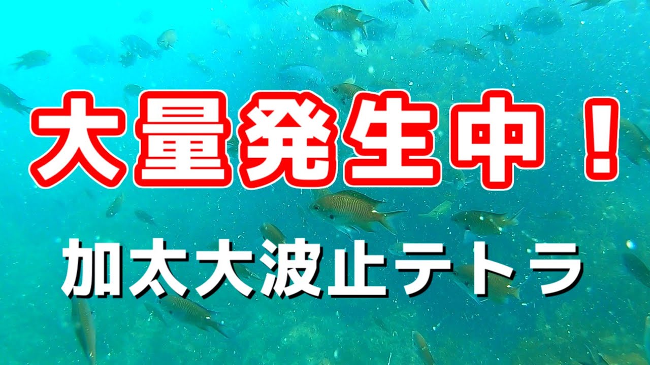 【大量発生中！！】和歌山の大人気釣り場「加太大波止」のテトラからゴープロを投げる！春の水中映像  No. 342