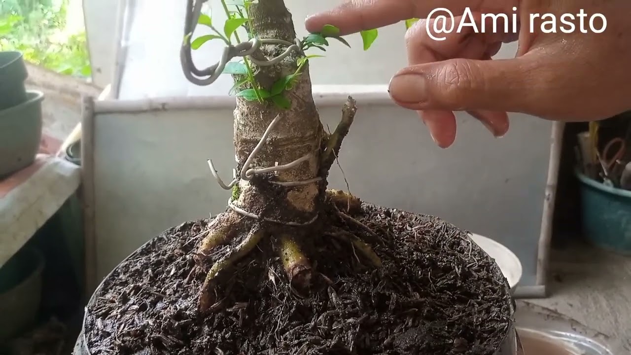 Memilih akar dan tunas yang sesuai pada bahan bonsai anting putri
